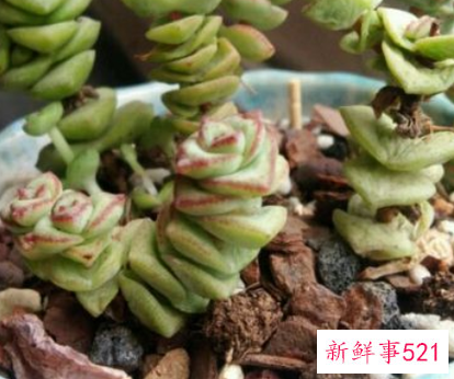 阳台摆什么花招财