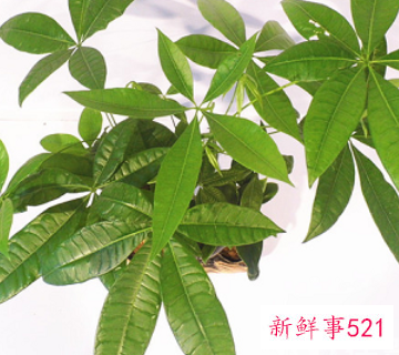 入户鞋柜放什么植物好