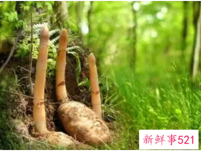 天麻相克的有哪些食材