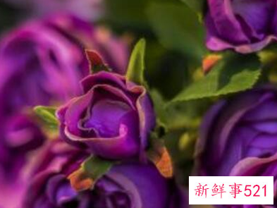 玫瑰花的花语有什么