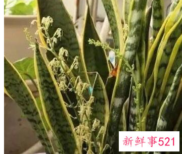 家里养什么植物最旺财