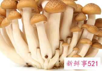 杏鲍菇有哪些营养