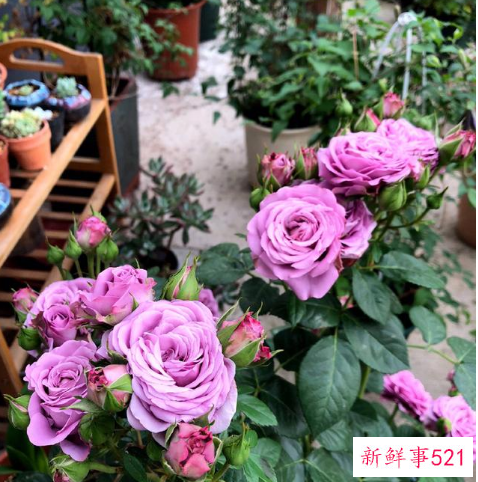 别墅小院适合种的花卉