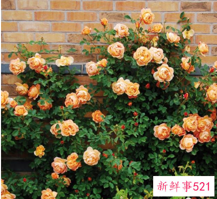 别墅小院适合种的花卉