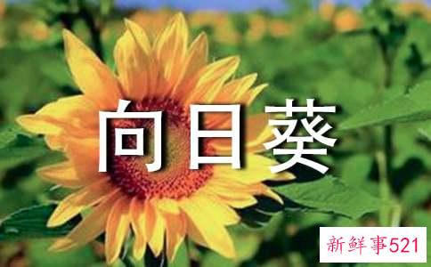 梦见向日葵花开有什么寓意