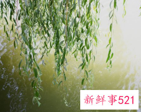 十大凶树有哪些