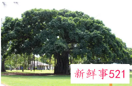 十大凶树有哪些