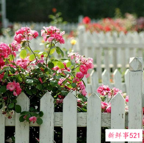 别墅小院适合种的花卉
