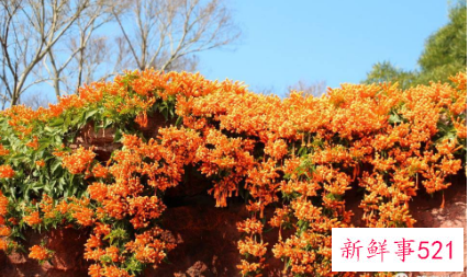 别墅小院适合种的花卉