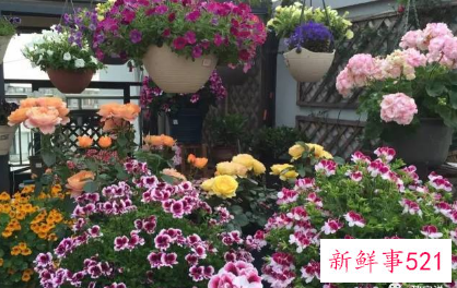 别墅小院适合种的花卉