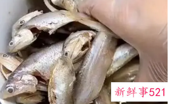 吃海鱼有哪些好处