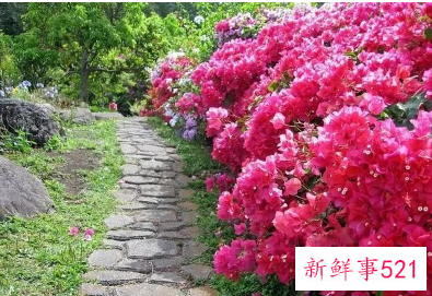 别墅小院适合种的花卉