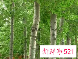 十大凶树有哪些