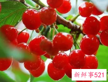 梦见樱桃树有什么预兆