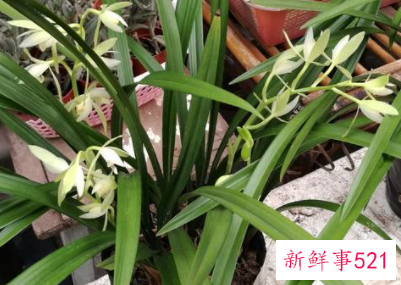 秋天开花的兰花是什么品种