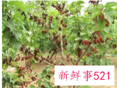 十大凶树有哪些