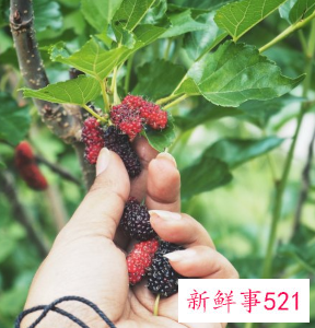 十大凶树有哪些