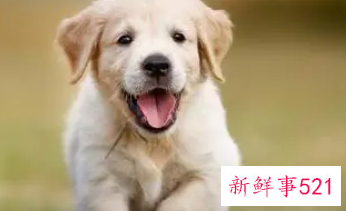 82年狗40岁后十年大运运程