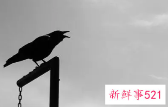 梦见乌鸦怎么破解