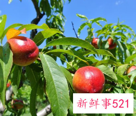 十大凶树有哪些