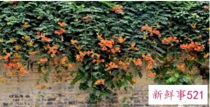 别墅小院适合种的花卉