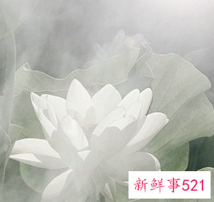 梦见砍竹子什么意思