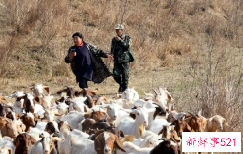 梦见牧羊人放羊