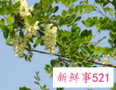 十大凶树有哪些