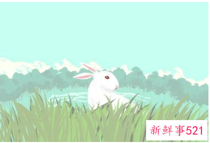 属兔运势及运程每月运程