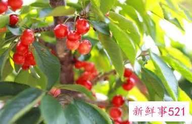 梦见樱桃树有什么预兆