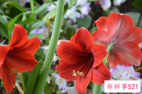 别墅小院适合种的花卉