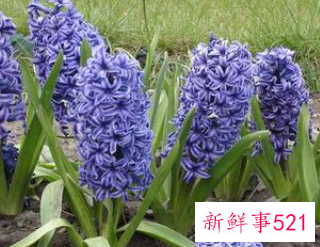 梦见风信子开花是什么意思