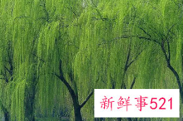 十大凶树有哪些