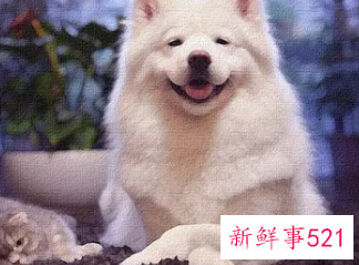 梦见狗钻进怀里是什么意思