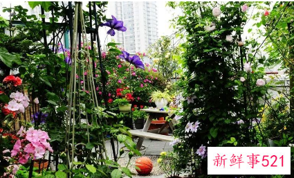 别墅小院适合种的花卉