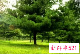 女人梦见一大片松树