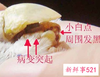 梦见生疥癣有什么征兆