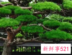 女人梦见一大片松树