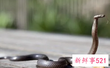 已婚女人梦见自己老公被蛇咬出血