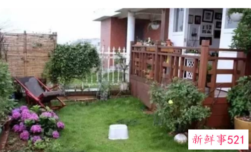 别墅小院适合种的花卉