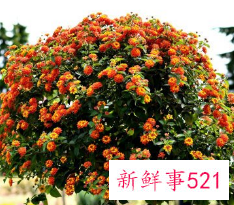 十大凶树有哪些