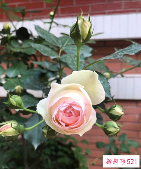 别墅小院适合种的花卉