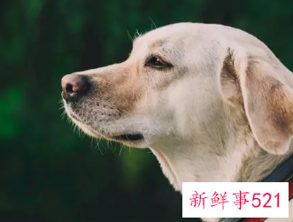 梦见狗钻进怀里是什么意思