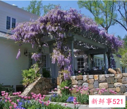 别墅小院适合种的花卉