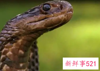 已婚女人梦见自己老公被蛇咬出血