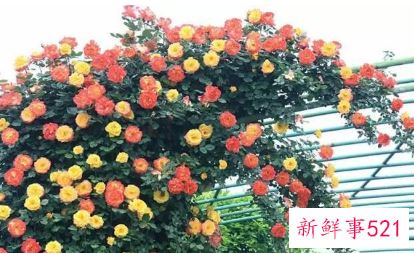 别墅小院适合种的花卉