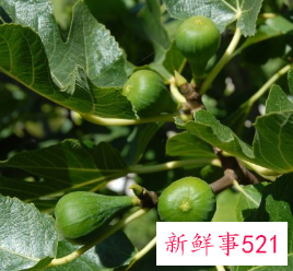 十大凶树有哪些