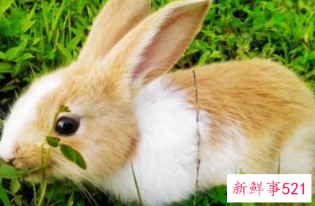 属兔运势及运程每月运程