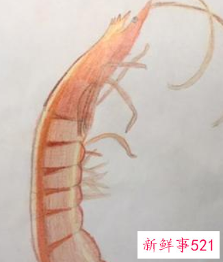 4到6岁的儿童现在应该学什么