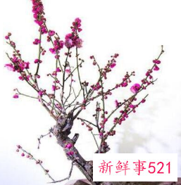 十大凶树有哪些